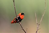 Northern Red Bishop